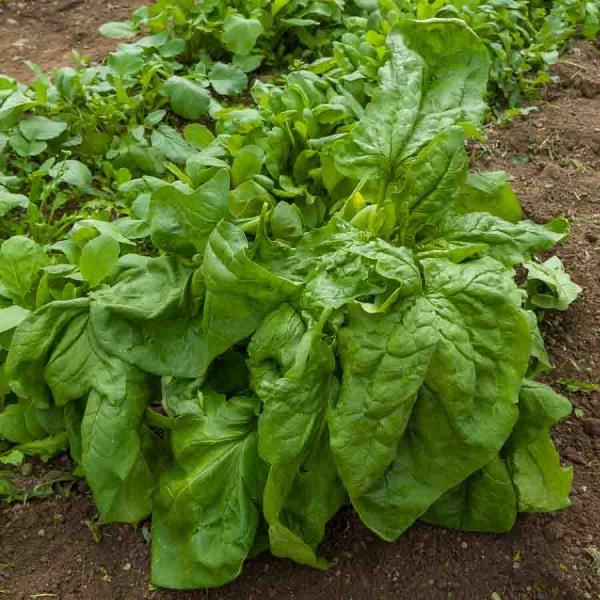 Potagères - Epinard Monstrueux de Viroflay - face recto